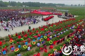 菏泽定陶首届玫瑰风情节开幕 万亩玫瑰花开正艳图片
