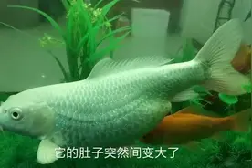 见过肚子这么大的锦鲤鱼吗？知道咋回事吗？视频封面