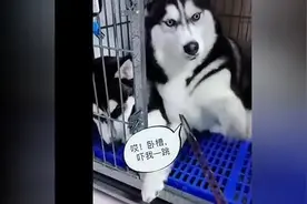 主人要打小二哈，大二哈竟然把它护在身后不让主人打，还威胁主人视频封面