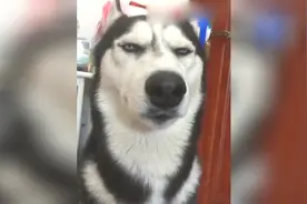 哈士奇的表情和眼神，表情包视频封面