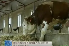 农村养殖技术：西门塔尔牛种公牛、种母牛的日常饲喂和管理技术视频封面