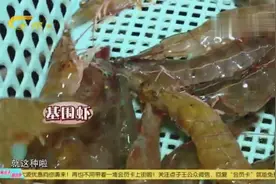 用这招可以轻松去除虾线，既简单又快捷哦视频封面