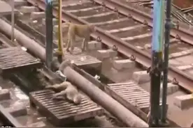 猴子遭电击摔到铁轨上失去意识，同伴不离不弃的救援过程让人感动图片