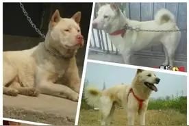 关于”潮汕大头田园熊犬“图片