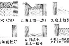 梨树 这样栽培管理更省力图片