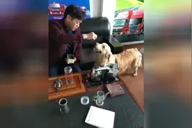 狗狗为喊小主人回家，操碎心了视频封面