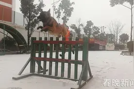 消防队搜救犬不一般 冰天雪地苦练功图片