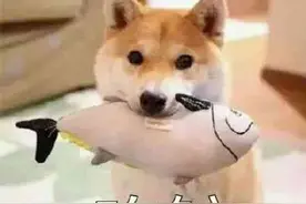 生肖到底从哪天开始算？原来有这些说法图片