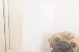 看看小爱是如何调戏她老板的视频封面