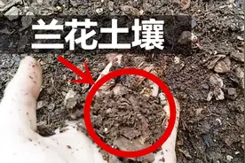 兰花土壤用这些配置，保证你的兰花长的好，年年开花！视频封面