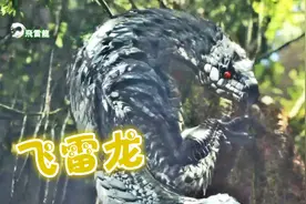 峻晨解说-讨伐飞雷龙！古代树林的银色闪光、怪物猎人世界13图片
