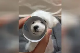 小狗一秒变大象，太可爱了视频封面