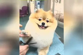 狗狗弄了个新造型，全程配合狗狗美容师，好乖的样子视频封面