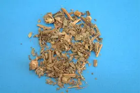 刺儿菜是中药吗图片