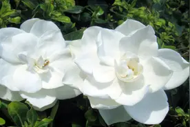 栀子花泡水喝的禁忌图片
