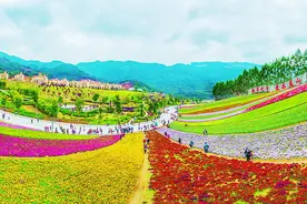 本周六，和晚报一起去十里蓝山看花海图片