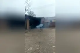 狗咬鞭炮！太厉害了！视频封面