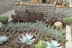 年味拍立得｜狗年花市春意闹图片