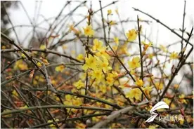 约你赏花去！青岛发布迎春花观赏攻略，赶快收藏吧图片