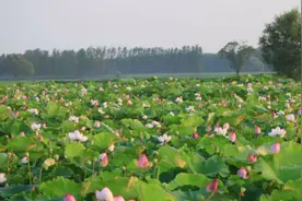 绍兴最美6处赏花胜地名单出炉！3月起，一起去“沾花惹草”吧！图片
