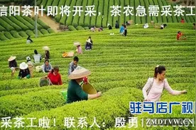 信阳招聘大量短期采茶工 管吃管住 还包路费图片
