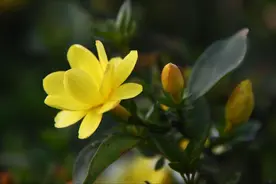 诗意的春天｜李长空：春暖花开（组诗）图片