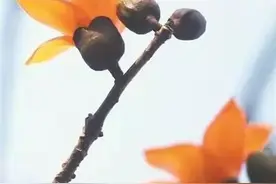 美翻了！东莞这些地方已被花海包围！这份赏花地图请收好！图片