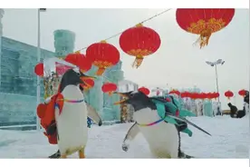 哈尔滨“逃学”企鹅再出逃图片