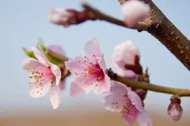 三月花开，周末约起来！图片