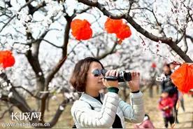 第二届巨鹿五彩杏花节将于3月18日开幕图片