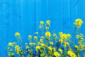 「慢游 · 时光」赏花季丨大好春光，切莫辜负！蓝田就要进入一年中最美的季节图片