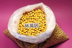 农业部回应转基因农产品问题：只批准了棉花和番木瓜的商业化生产图片