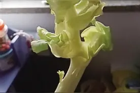 白菜开花了！还能吃吗？看专家怎么说……图片