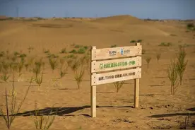 互联网+种树有了新玩法 蚂蚁森林投入5亿支持绿色发展图片