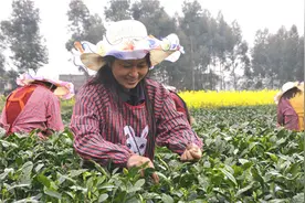 洪雅：茶园摆擂台 村嫂赛采茶图片