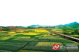 溆浦县桥江镇二百余亩油菜花绽放 吸引游客驻足观赏图片