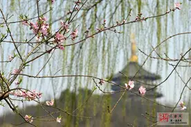 杭州西湖 桃花争俏图片