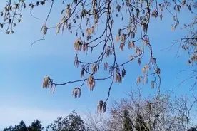 最近，很多树上长满这种“毛毛虫”，济南人还会用它包包子！图片