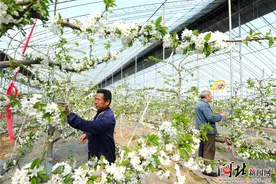 晋州：农庄樱桃花开图片