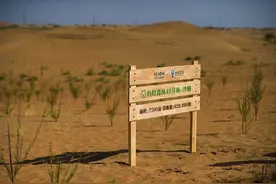 蚂蚁森林种树城市榜发布 杭州全国第二种树超60万棵图片