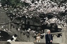 樱花季来了：武大引入高科技防黄牛，全国多所高校赏樱缤纷图片