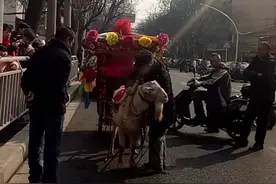 羊拉车你见过吗