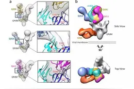 科学家分离出三株抗埃博拉抗体图片