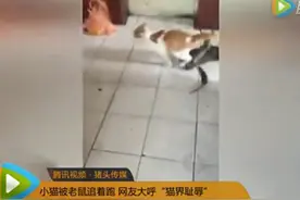 小猫被老鼠追着跑：网友大呼“猫界耻辱”图片