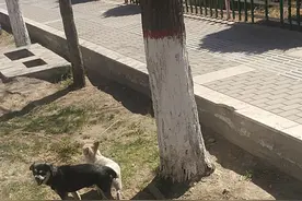 两只小狗粘一起分不开了视频封面