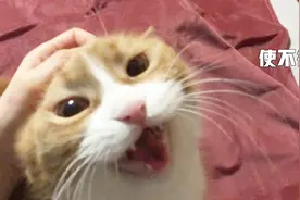 papi酱的大小咪：主人要卖掉猫咪，还说小咪不值钱？视频封面
