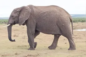 让你怀疑自己智商的一题！这只大象到底有多少条腿？我快要疯了