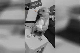 恐怖的吹风机 有一阵阴风吹过视频封面