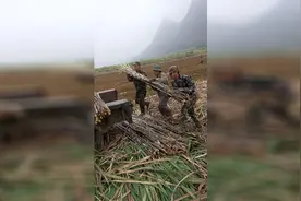广西崇左，武鸣拖拉机前后驱动，进甘蔗地拉甘蔗，轻轻松松视频封面