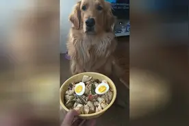 过年了，狗狗不吃丰盛的怎么行视频封面